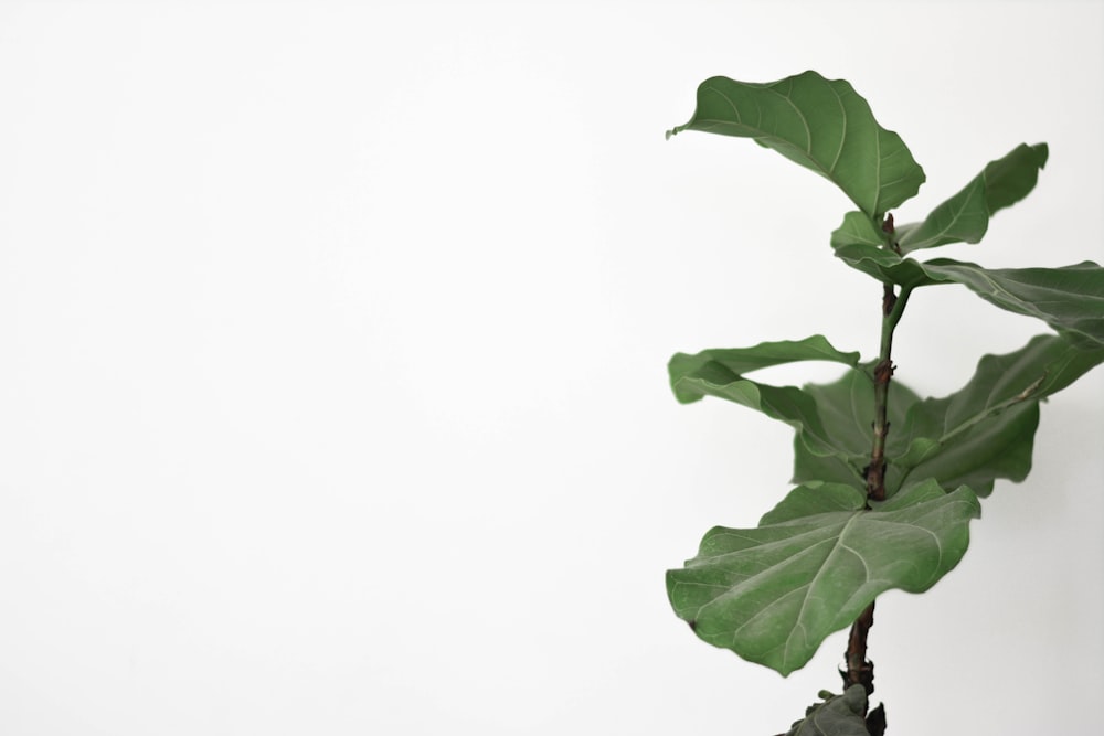 green-leafed plant