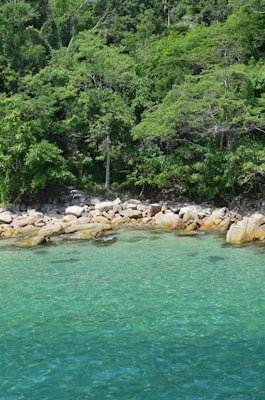 trees on rocky shore during day