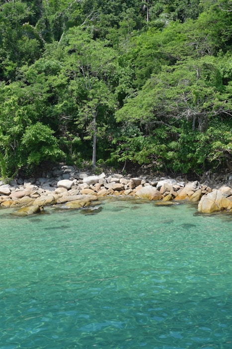 trees on rocky shore during day