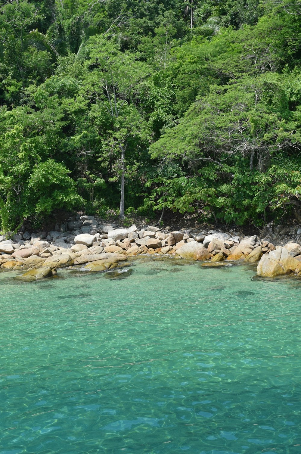 trees on rocky shore during day