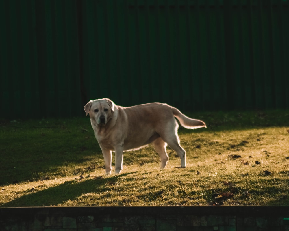 Ausgewachsener gelber Labrador Retriever tagsüber auf der Wiese