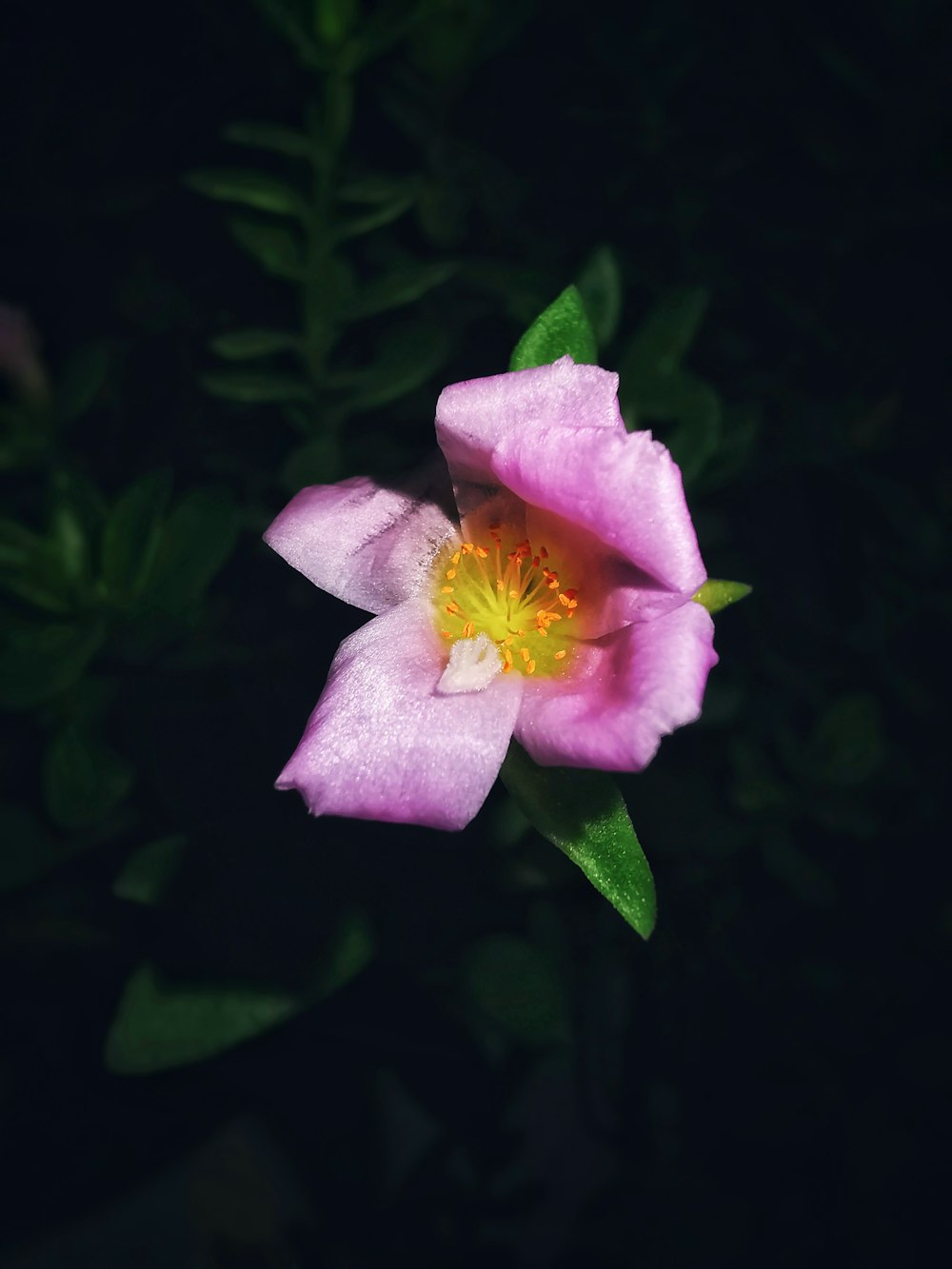 pink-petaled flower