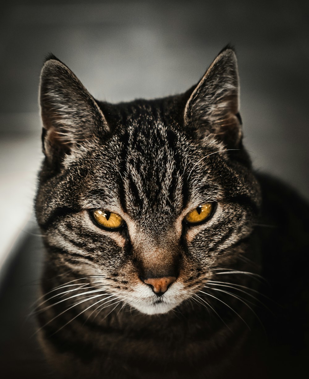 macro photography of brown tabby cat