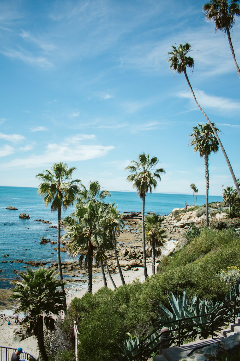 palm trees at beach