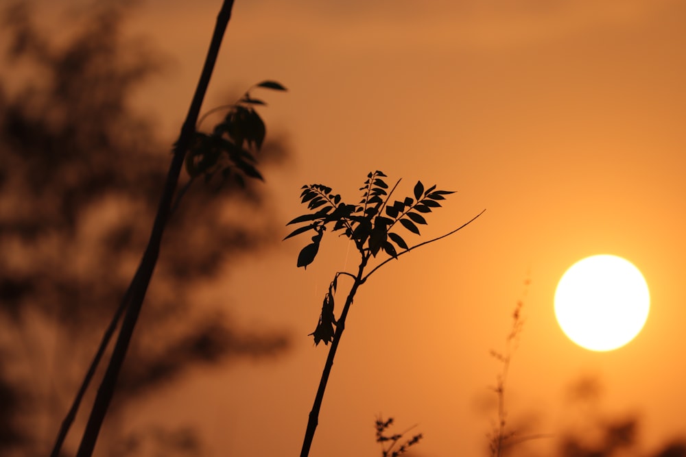 silhouette photography of leafed plant