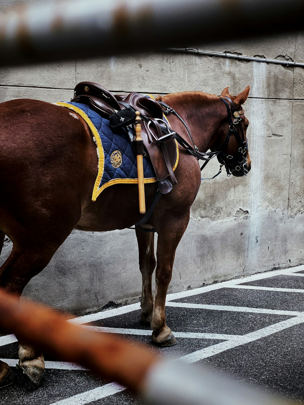 brown horse on pathway