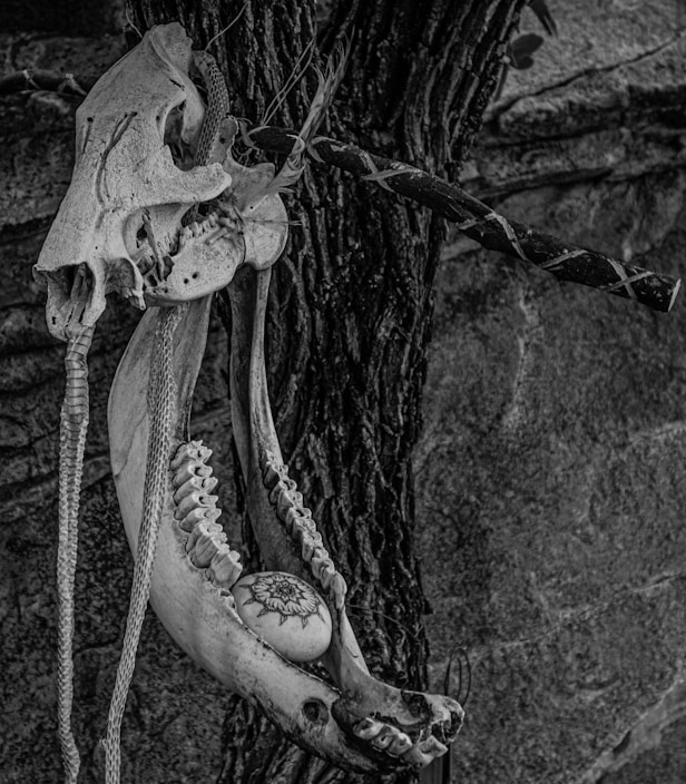 A monochrome image depicting an animal skull and jawbones hanging against a textured, bark-covered surface. The jawbone is adorned with a stone engraved with a simple floral or sun-like design. Cords or twine are entwined around these bones, adding to the rustic or tribal aesthetic.