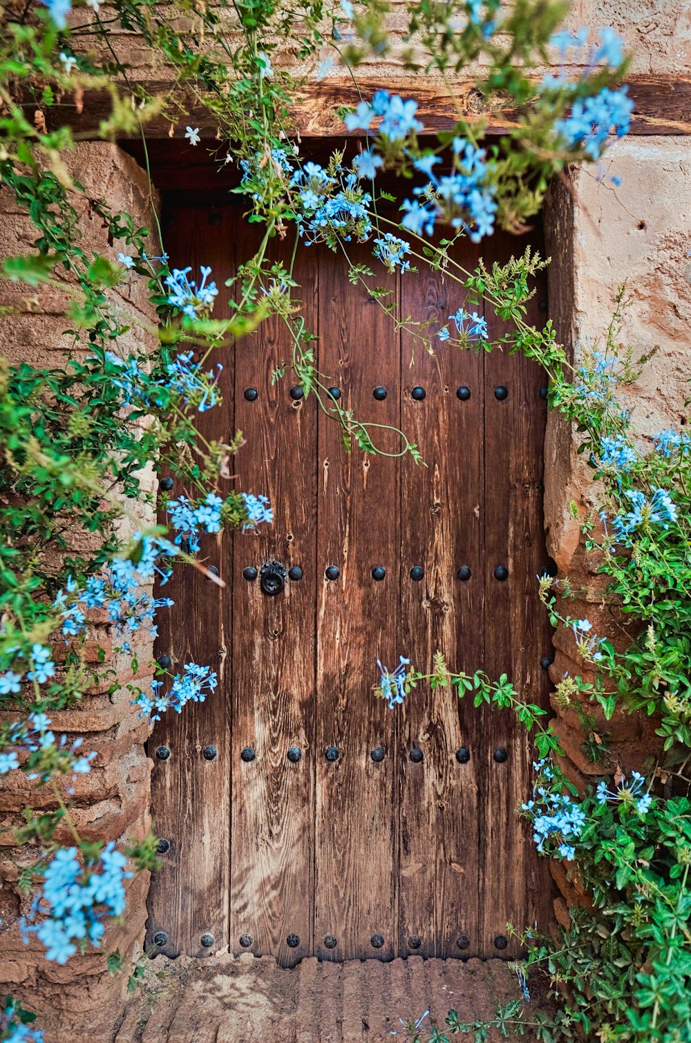 blue petaled flowers near closed brown wooden door