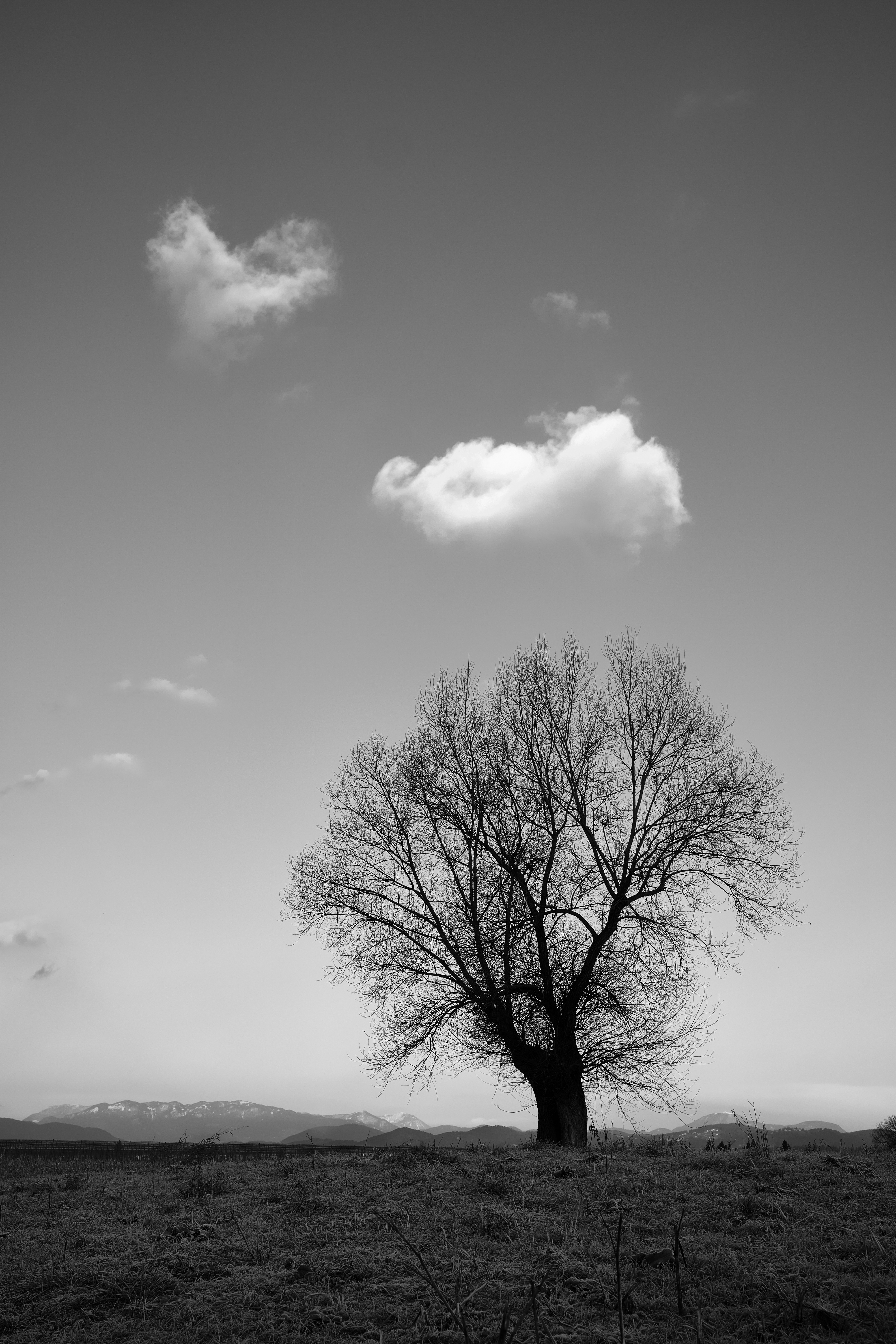 Photo by kristjankotar