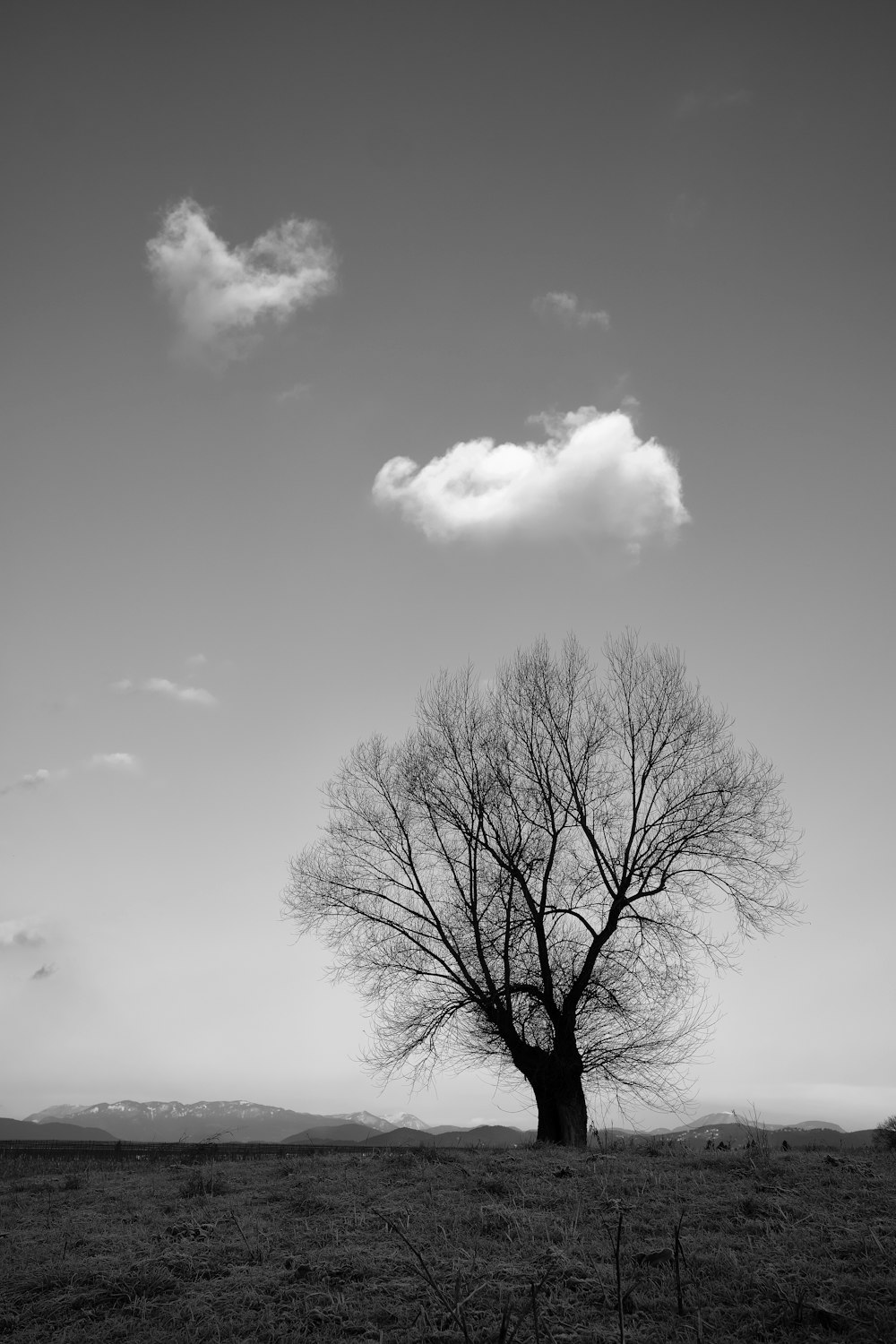 grayscale photography of bare tree