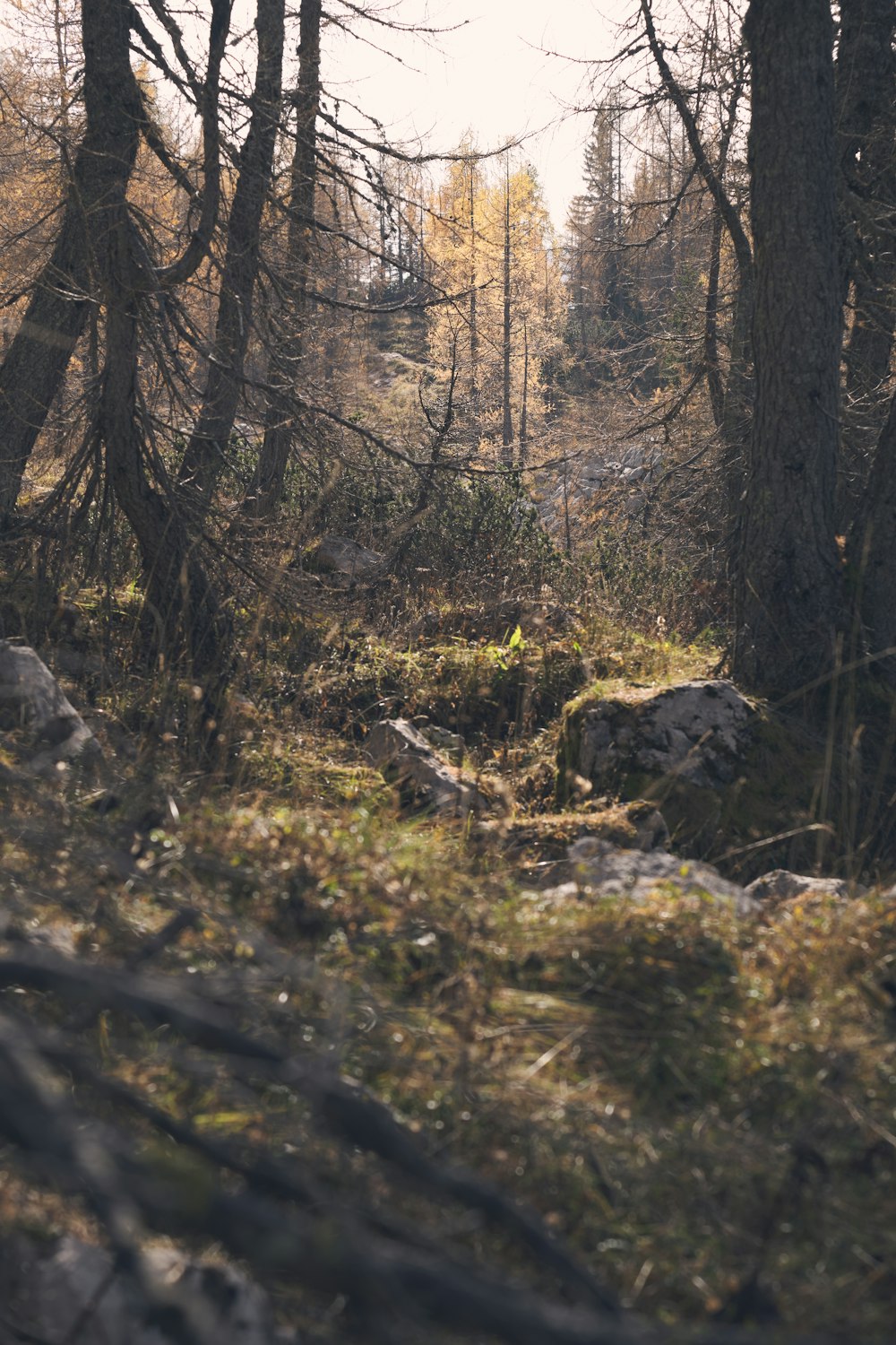 rock formations on ground surrounded with green trees during daytime