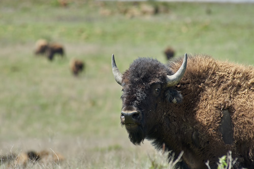 Un bisonte parado en un campo con otro bisonte en el fondo