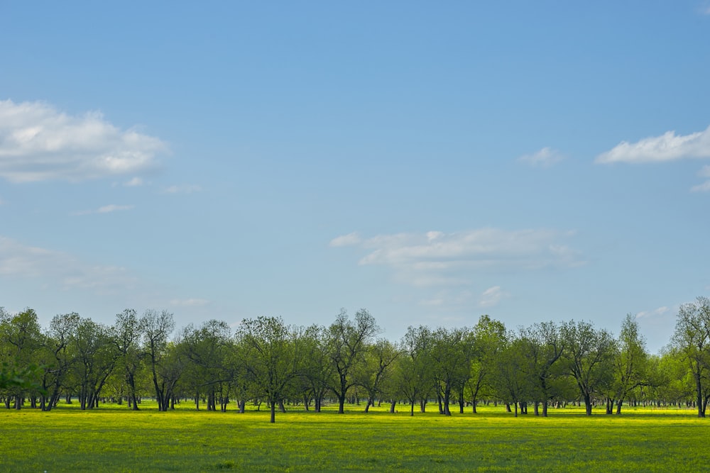 green-leafed trees on grass field