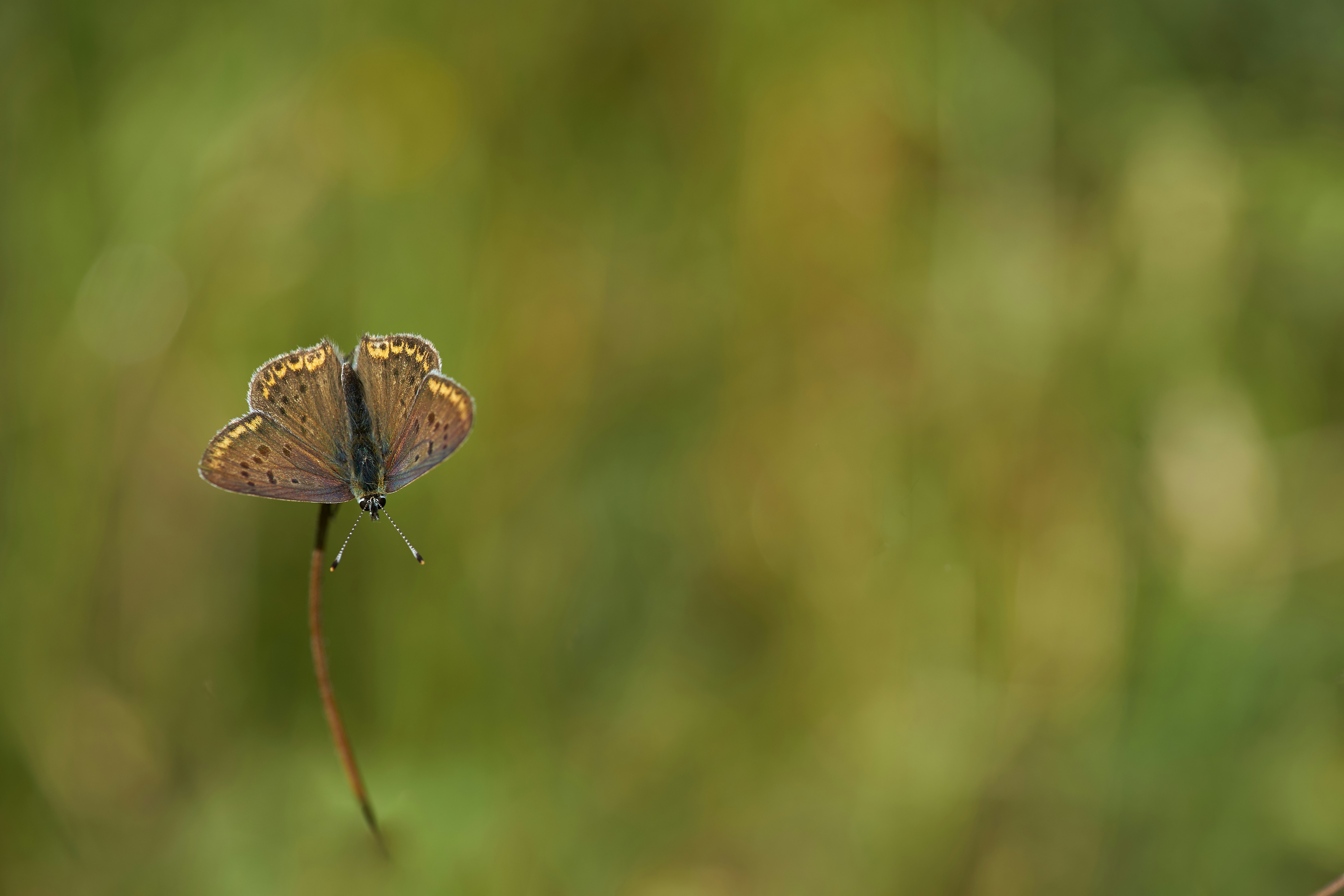 Photo by wolfgang_hasselmann