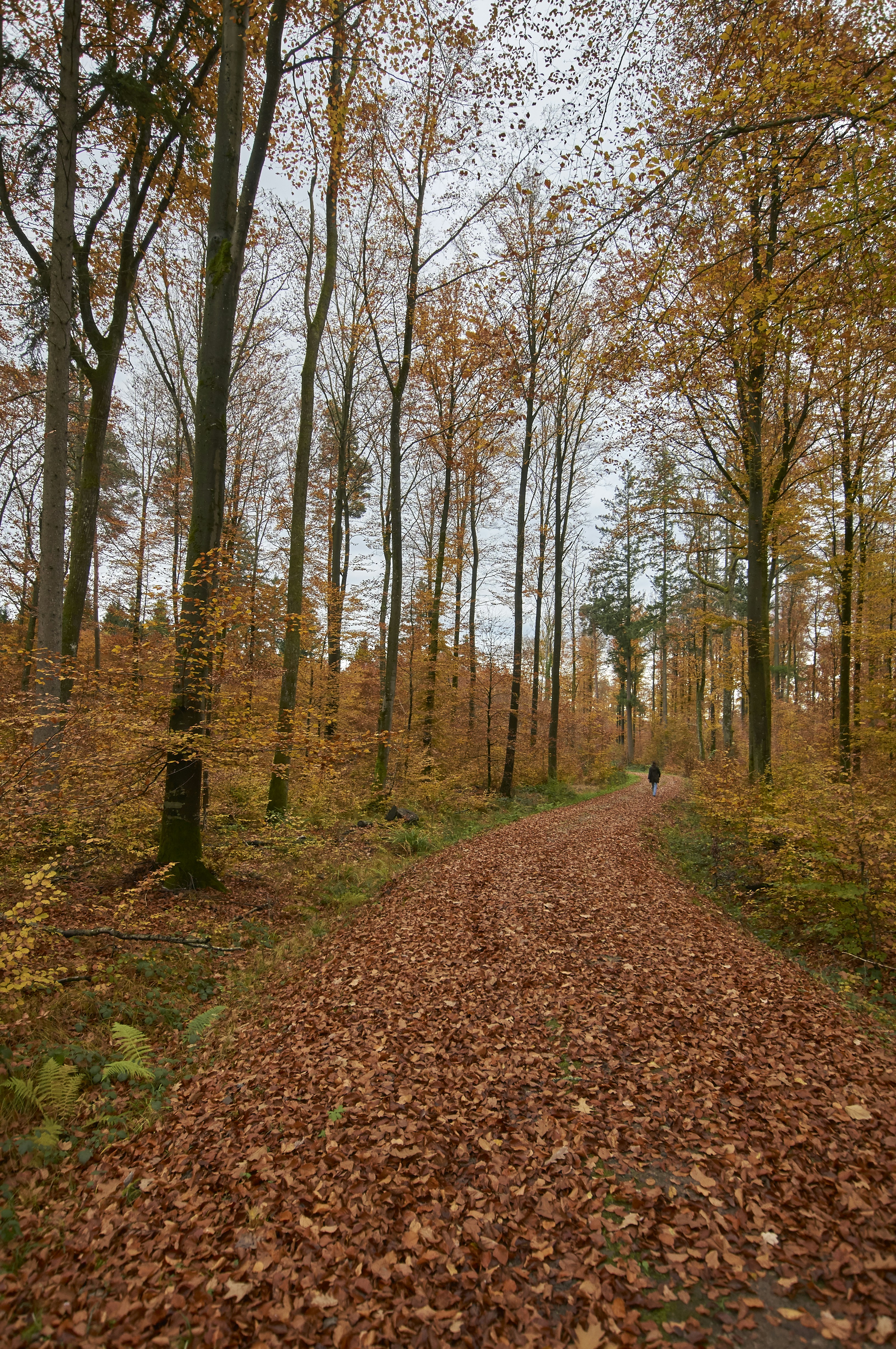 Photo by wolfgang_hasselmann