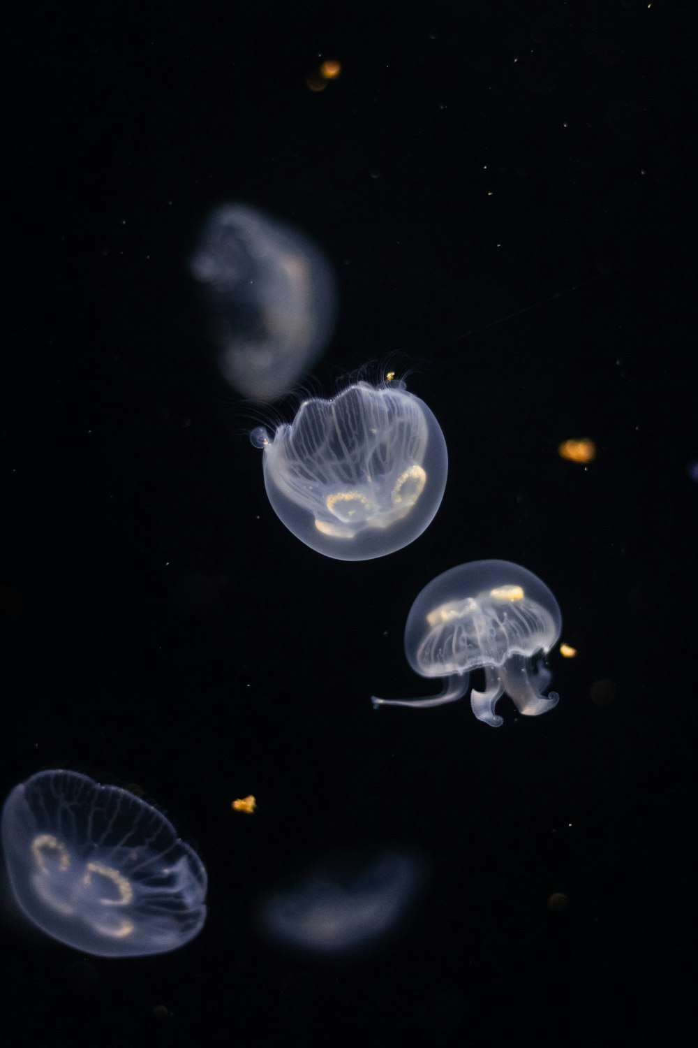 four clear jelly fish