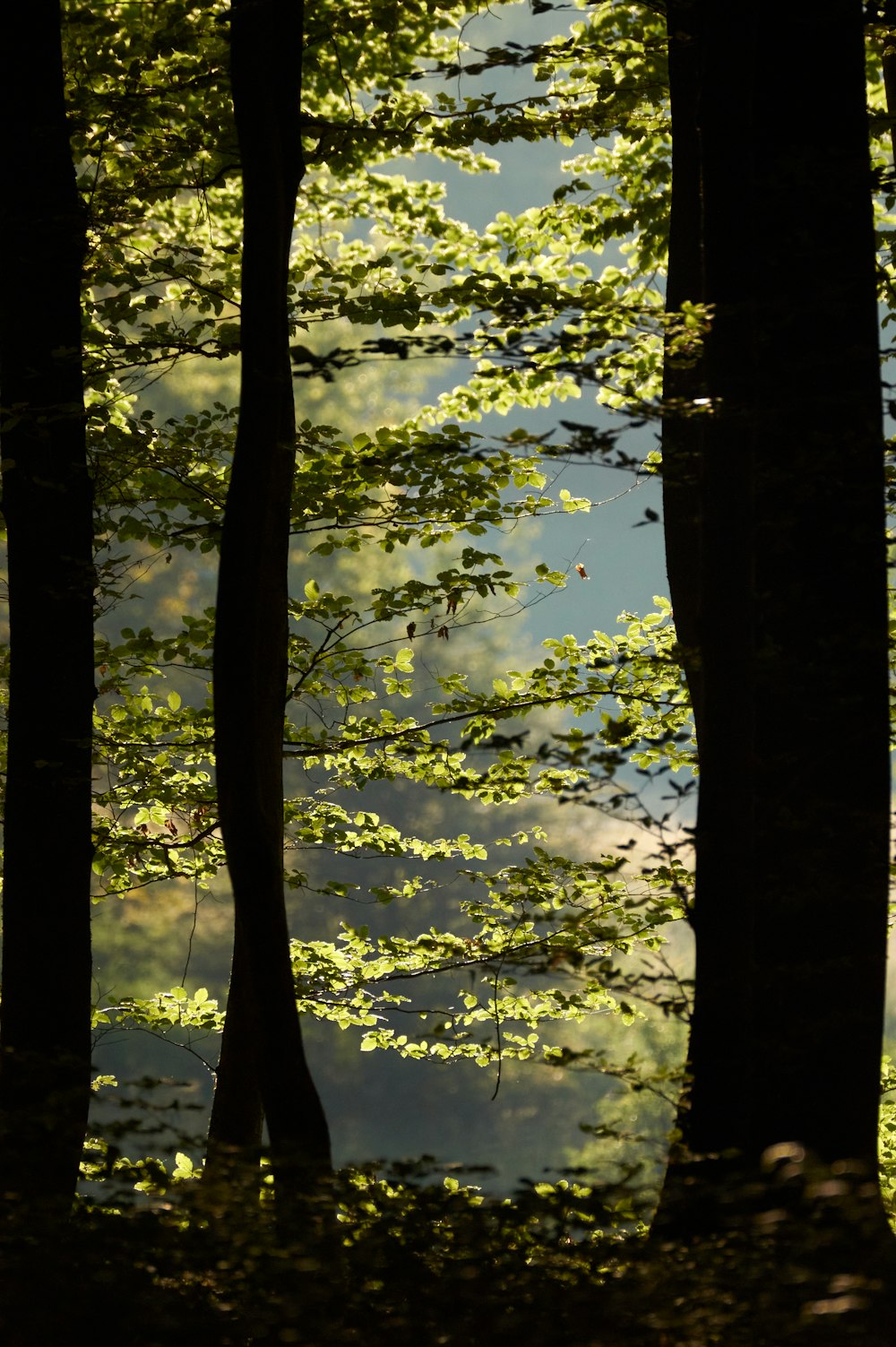 green trees during daytime