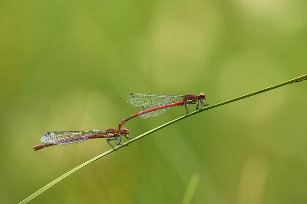 two red and blue dragonflies sitting on a blade of grass