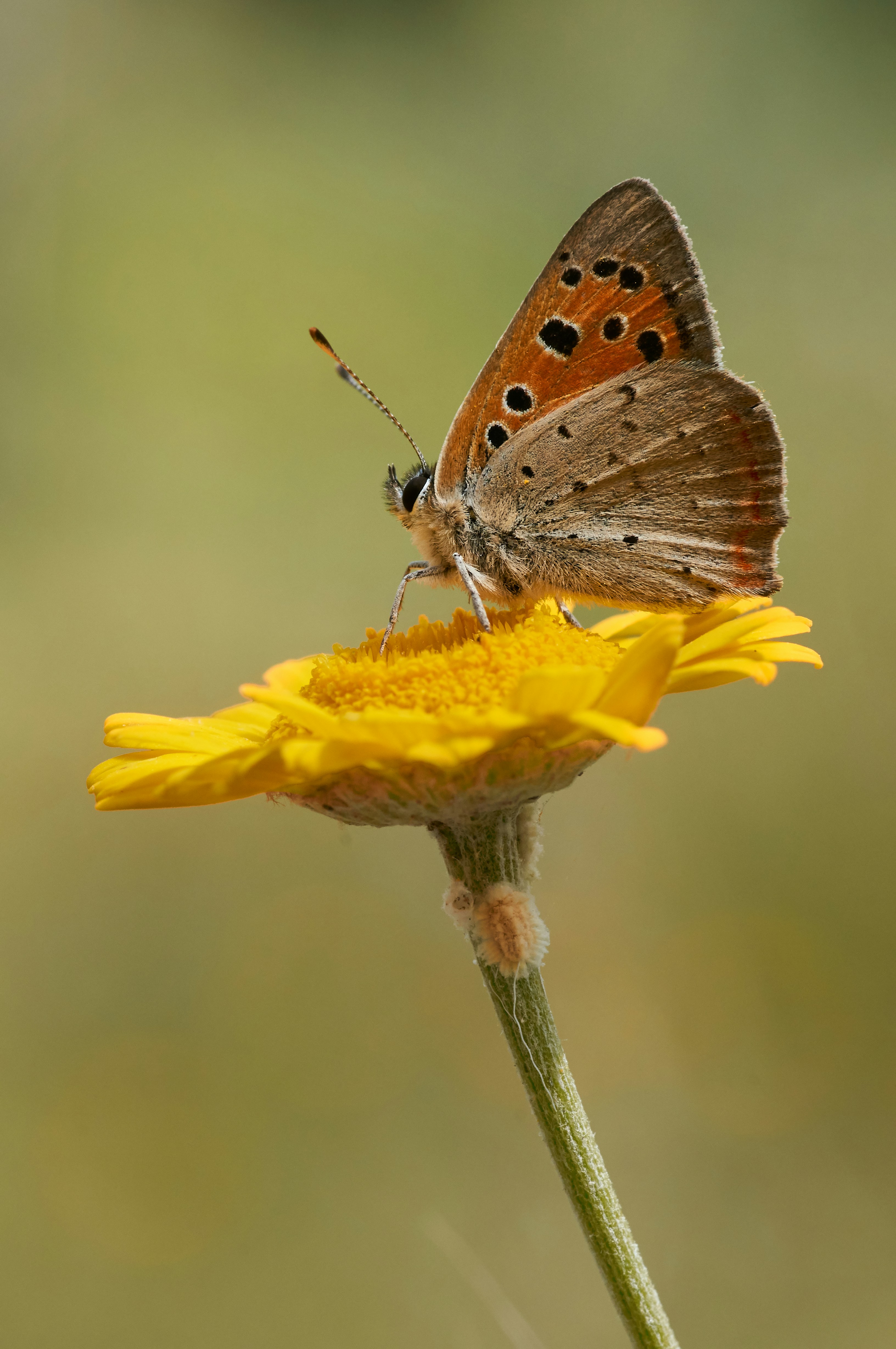 selective focus photography of butterfly on sunflower