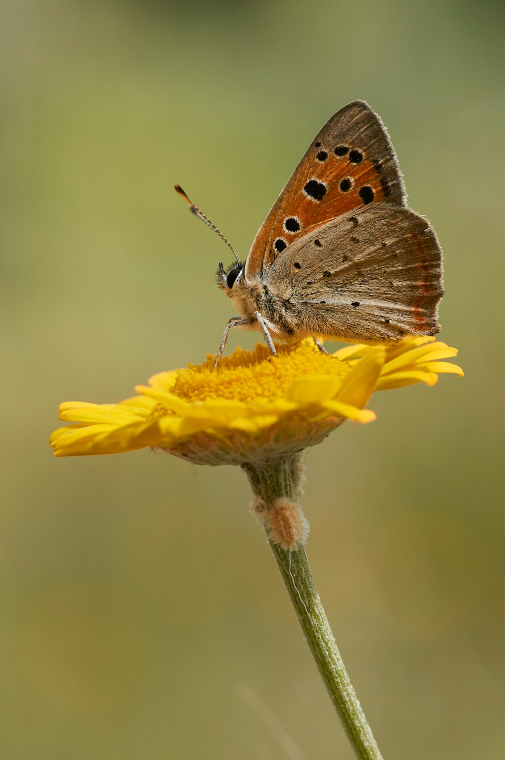 selective focus photography of butterfly on sunflower