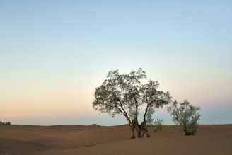 A serene desert landscape showcasing muted terracotta and sand beige tones.