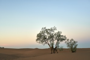 A serene desert landscape features gently rolling sand dunes and sparse vegetation. Two prominent trees are set against a backdrop of a pale, gradient sky transitioning from light blue to soft pink.