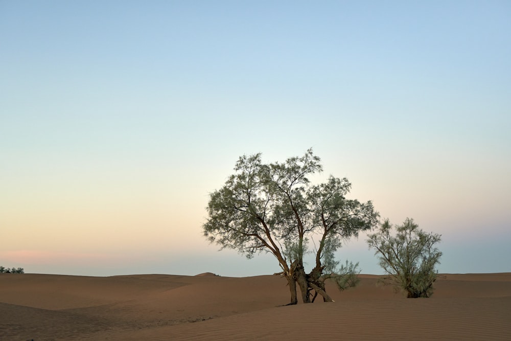 green-leafed tree on desert