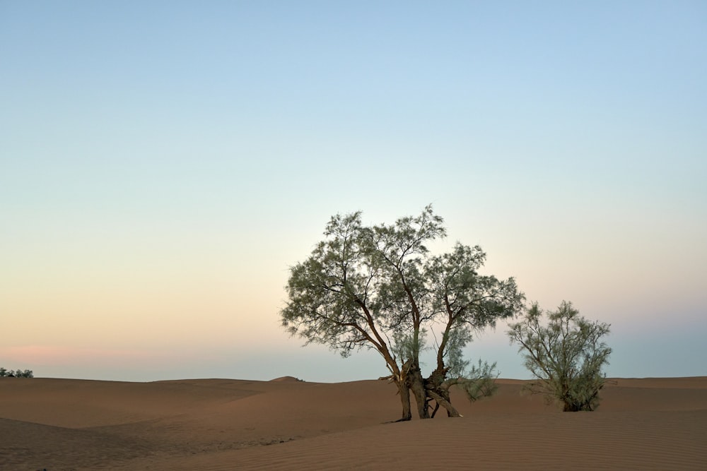 Grünblättriger Baum in der Wüste