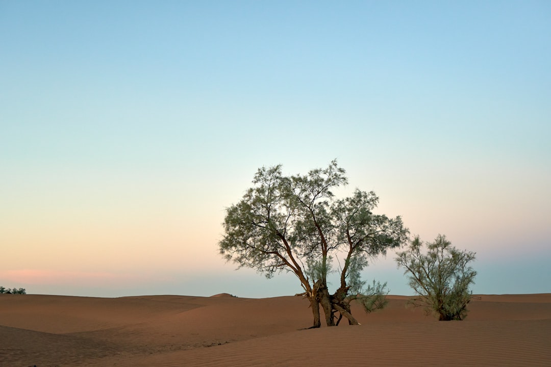 green-leafed tree on desert