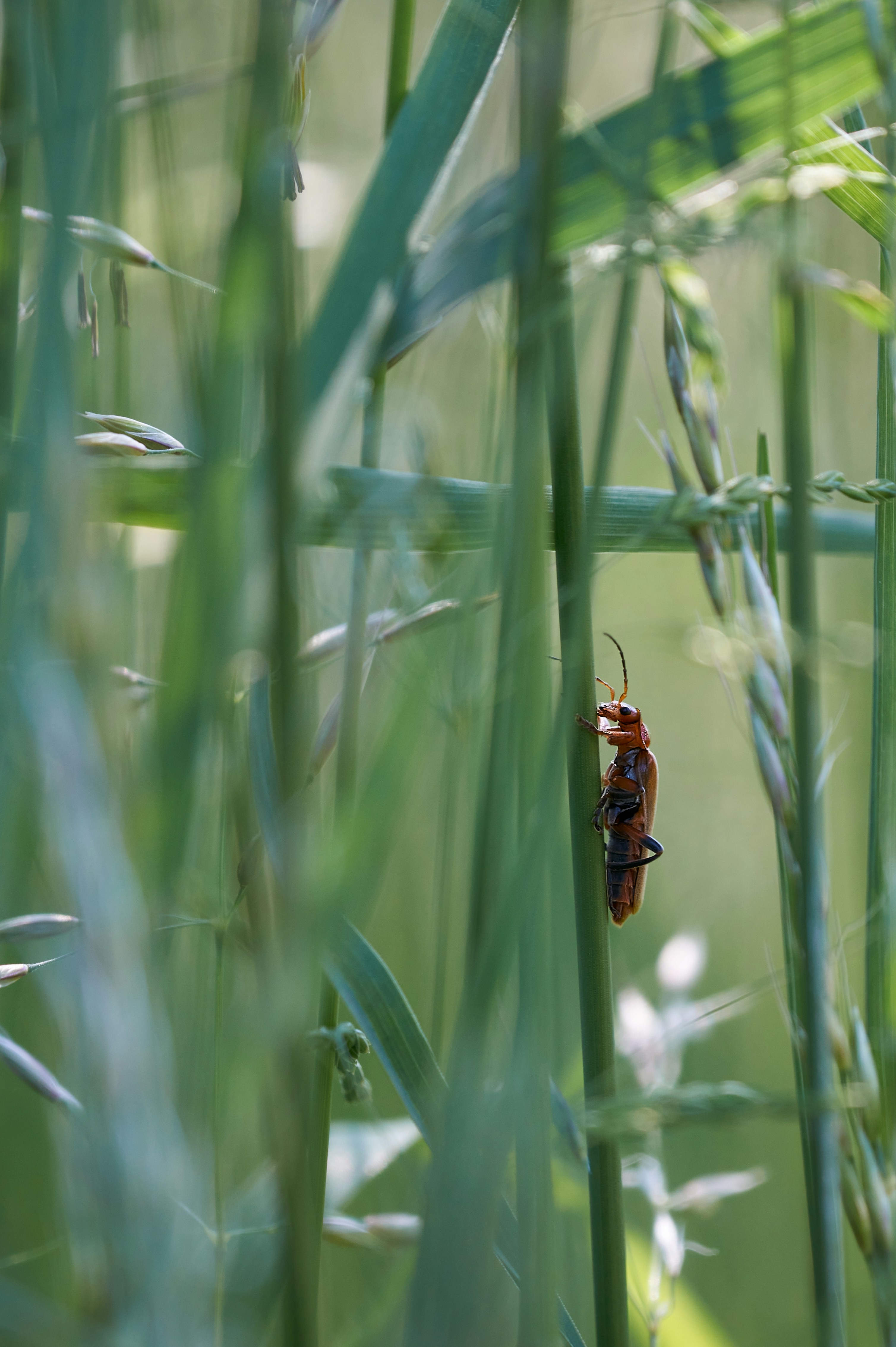 Photo by wolfgang_hasselmann