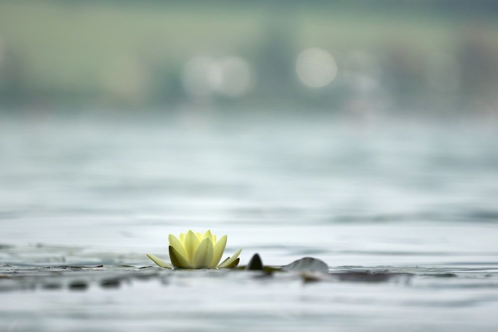 green leaf plant floating on body of water