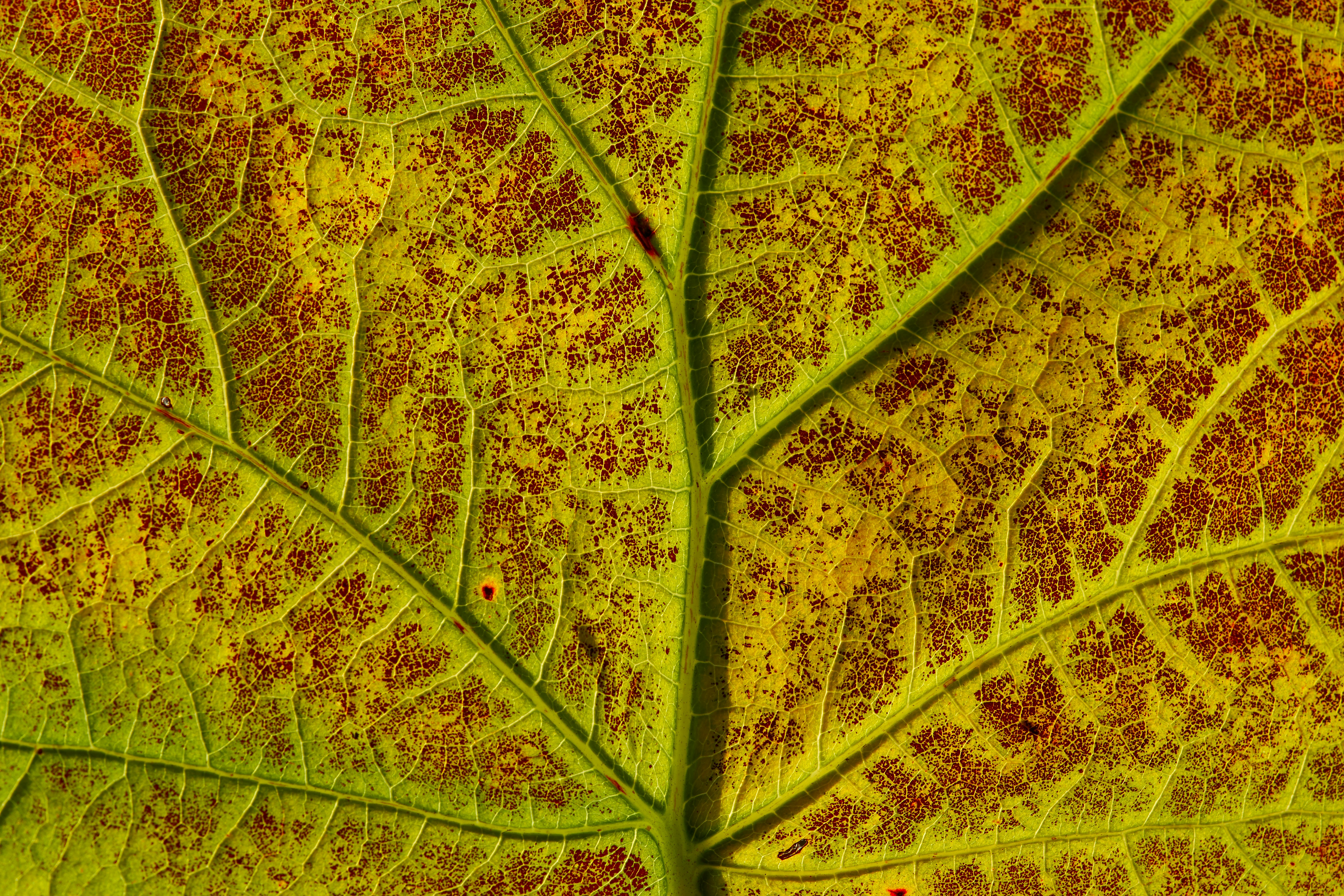 Photo by wolfgang_hasselmann