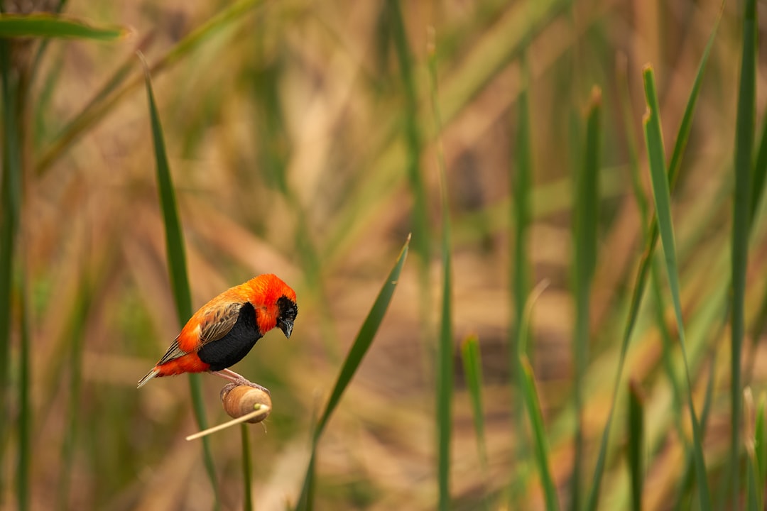 orange and black bird perched on cattail