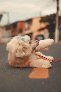 A playful dog on the sidewalk, highlighting potential obstacles.