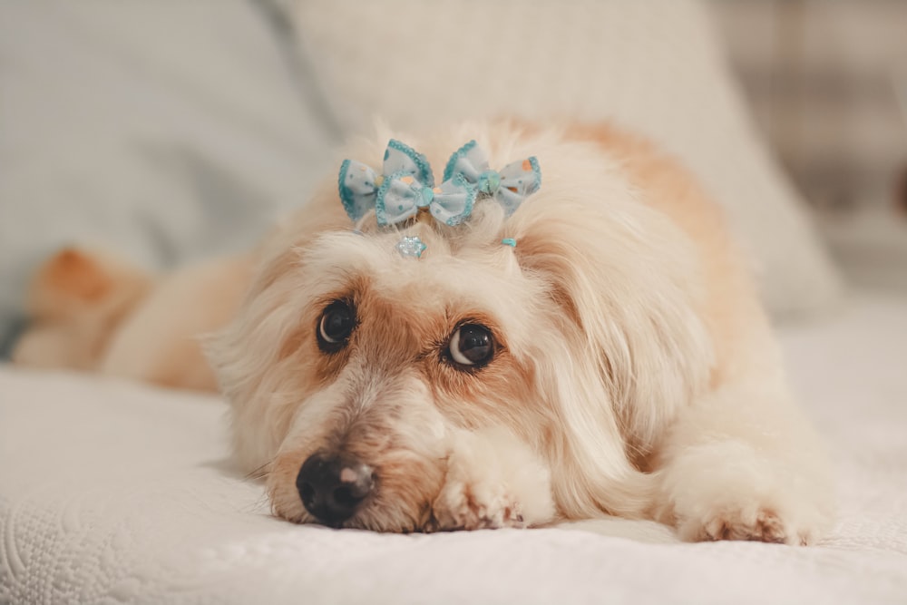 macro photography of brown and white dog on white bed