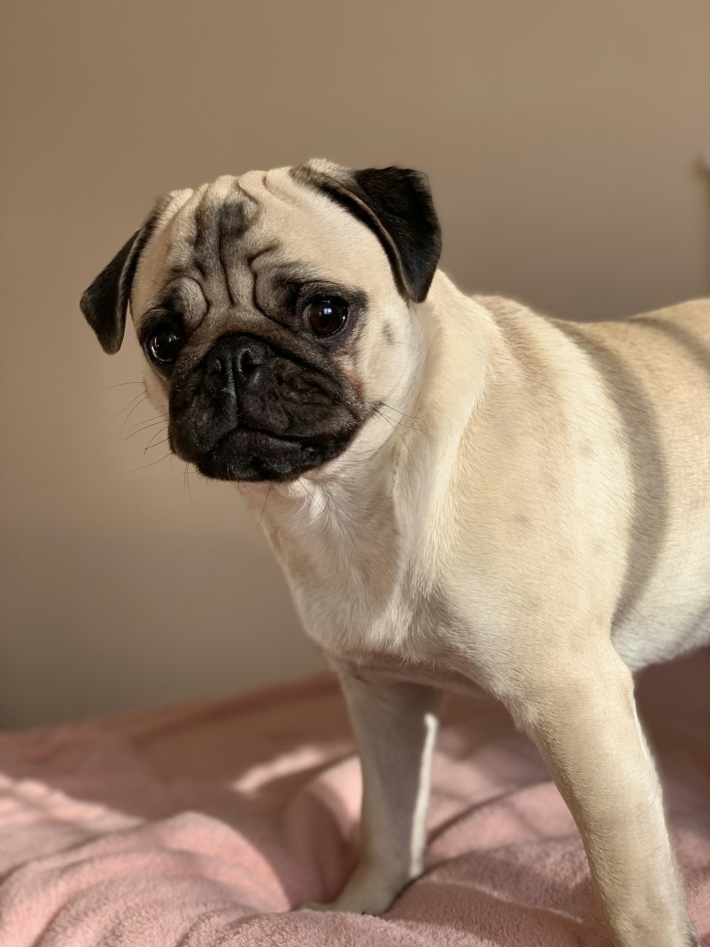 selective focus photography of fawn pug standing on bed