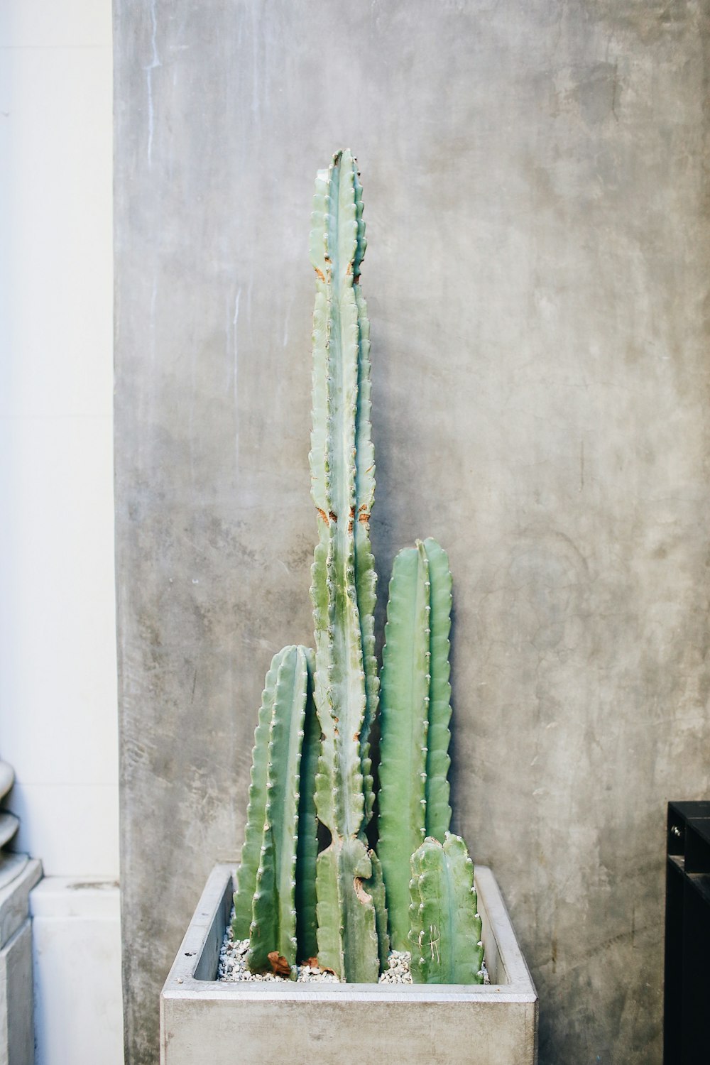 cactus beside wall