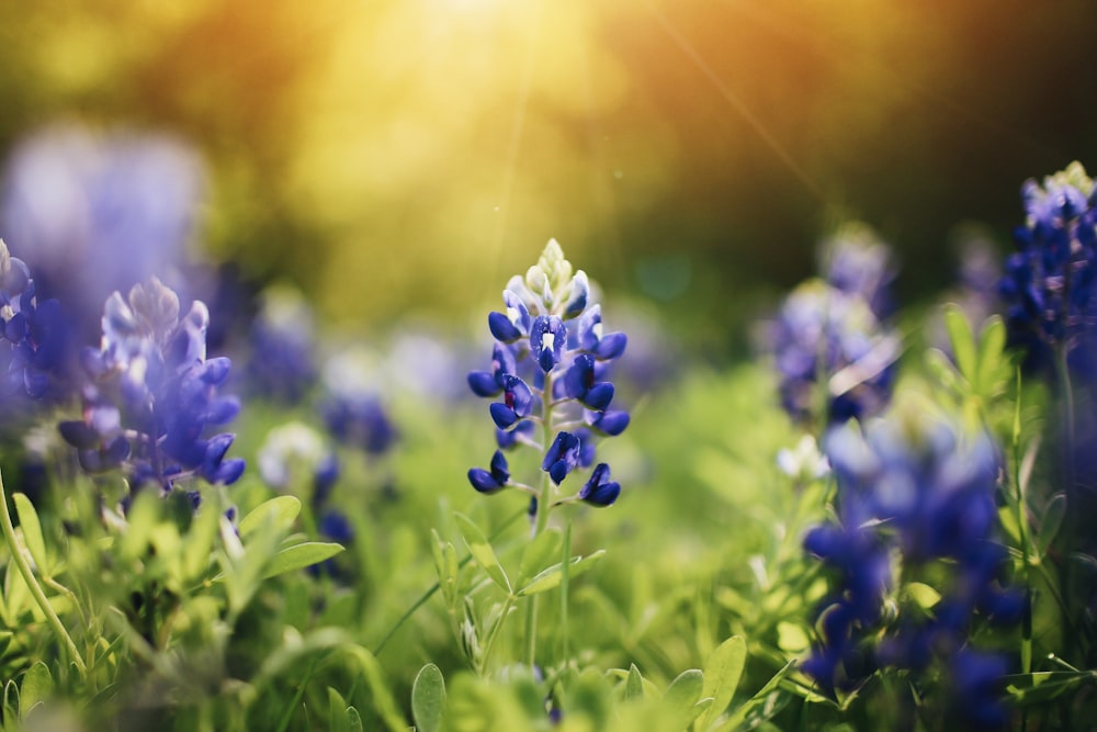 blue petaled flowers