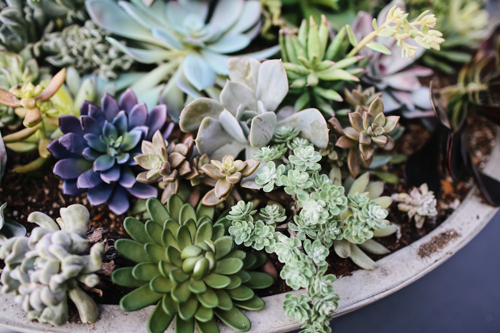 Plantas suculentas en maceta