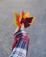 selective focus photography of woman holding fallen leaves