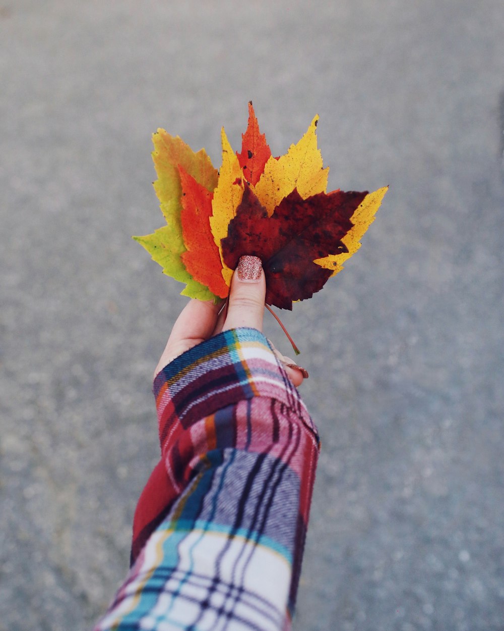 Selektive Fokusfotografie einer Frau, die heruntergefallene Blätter hält