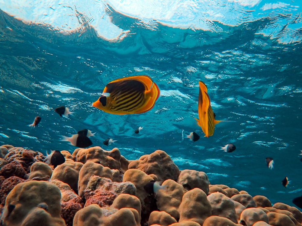 a group of fish swimming over a coral reef