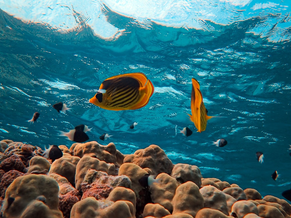 Eine Gruppe von Fischen, die über einem Korallenriff schwimmen
