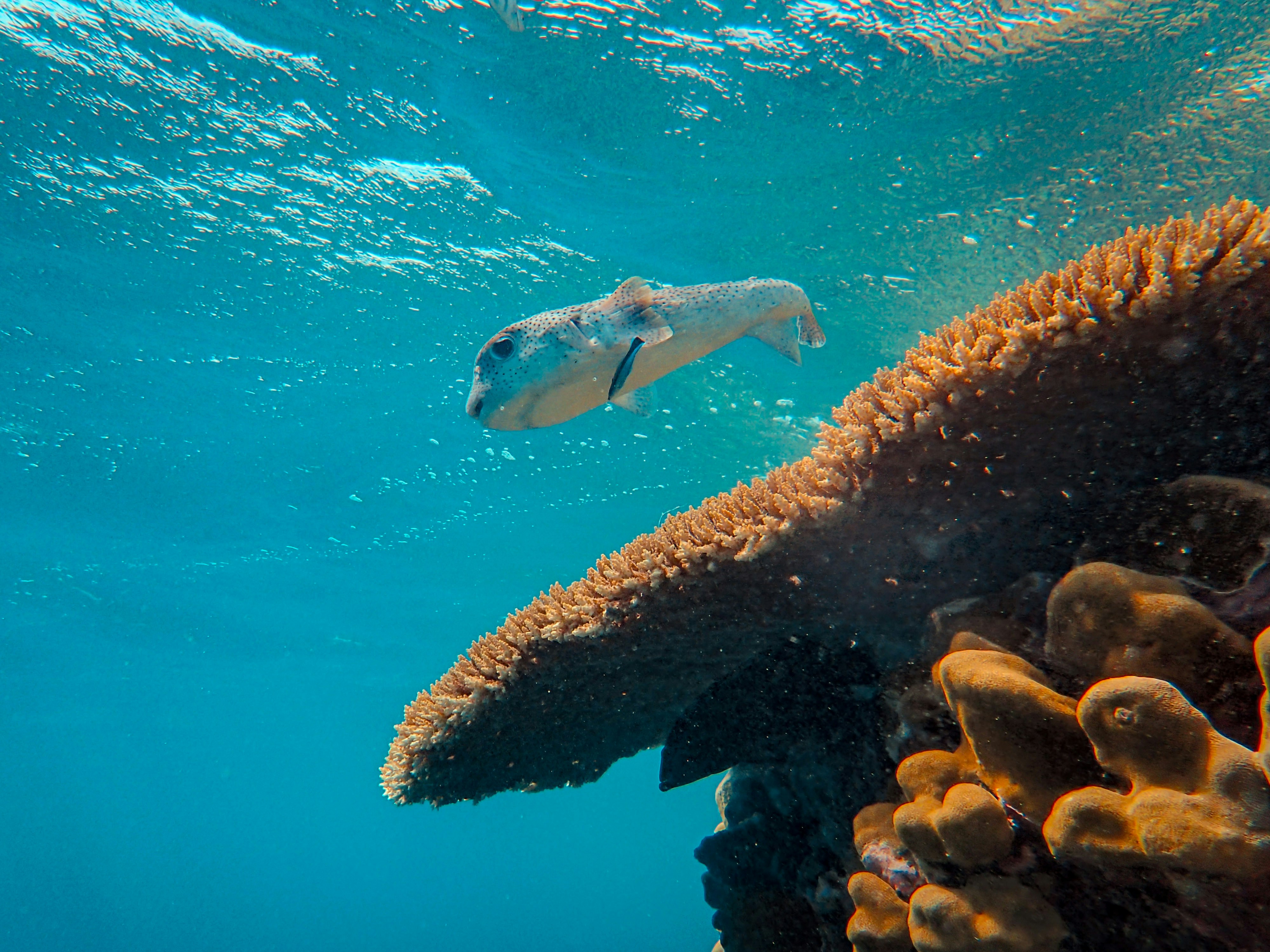 Gray fish beside coral in sea photo – Free Red sea Image on Unsplash