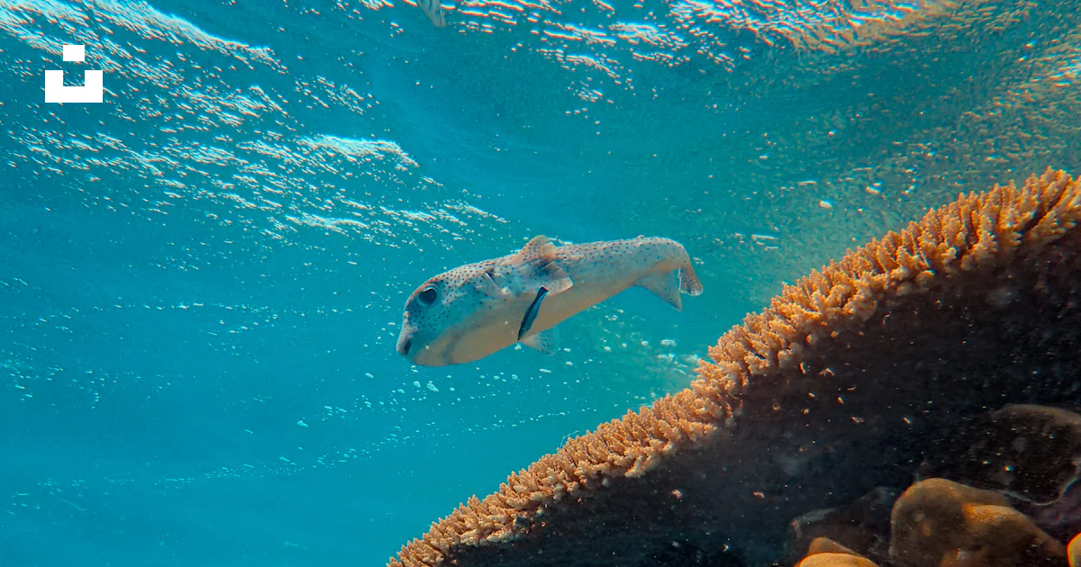 Gray fish beside coral in sea photo – Free Red sea Image on Unsplash