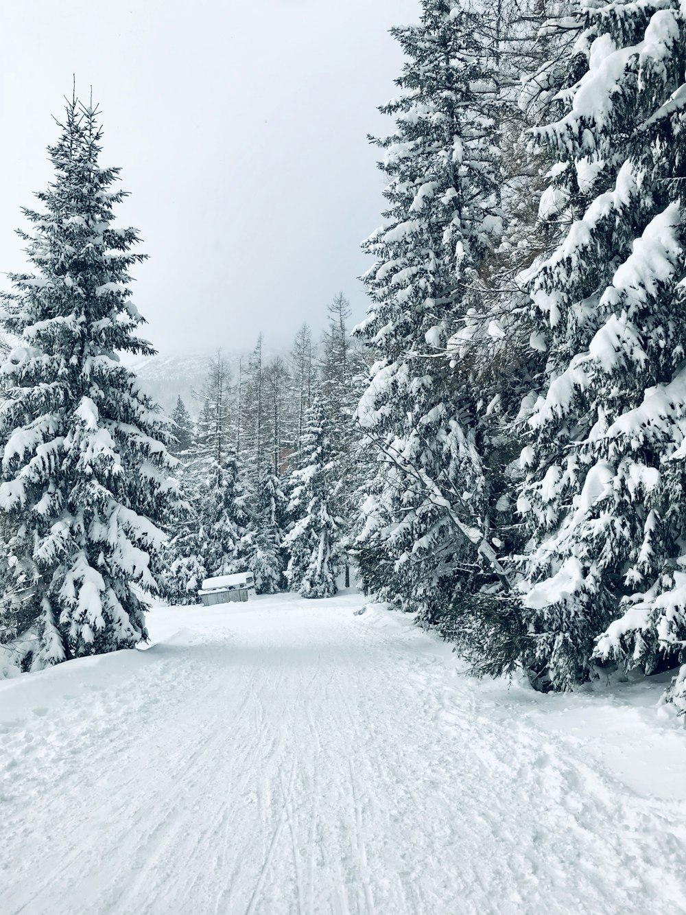 strada tra gli alberi