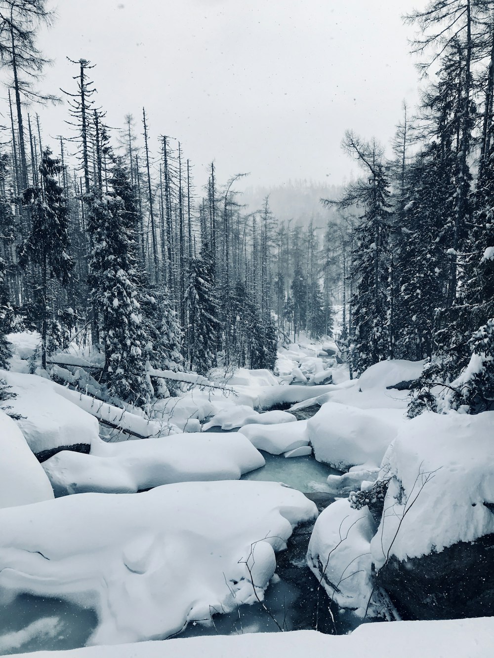 river between trees