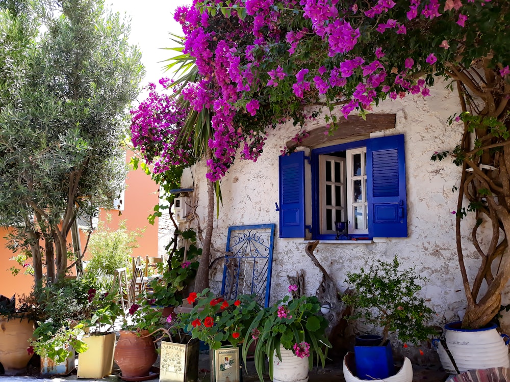 plants beside wall with window