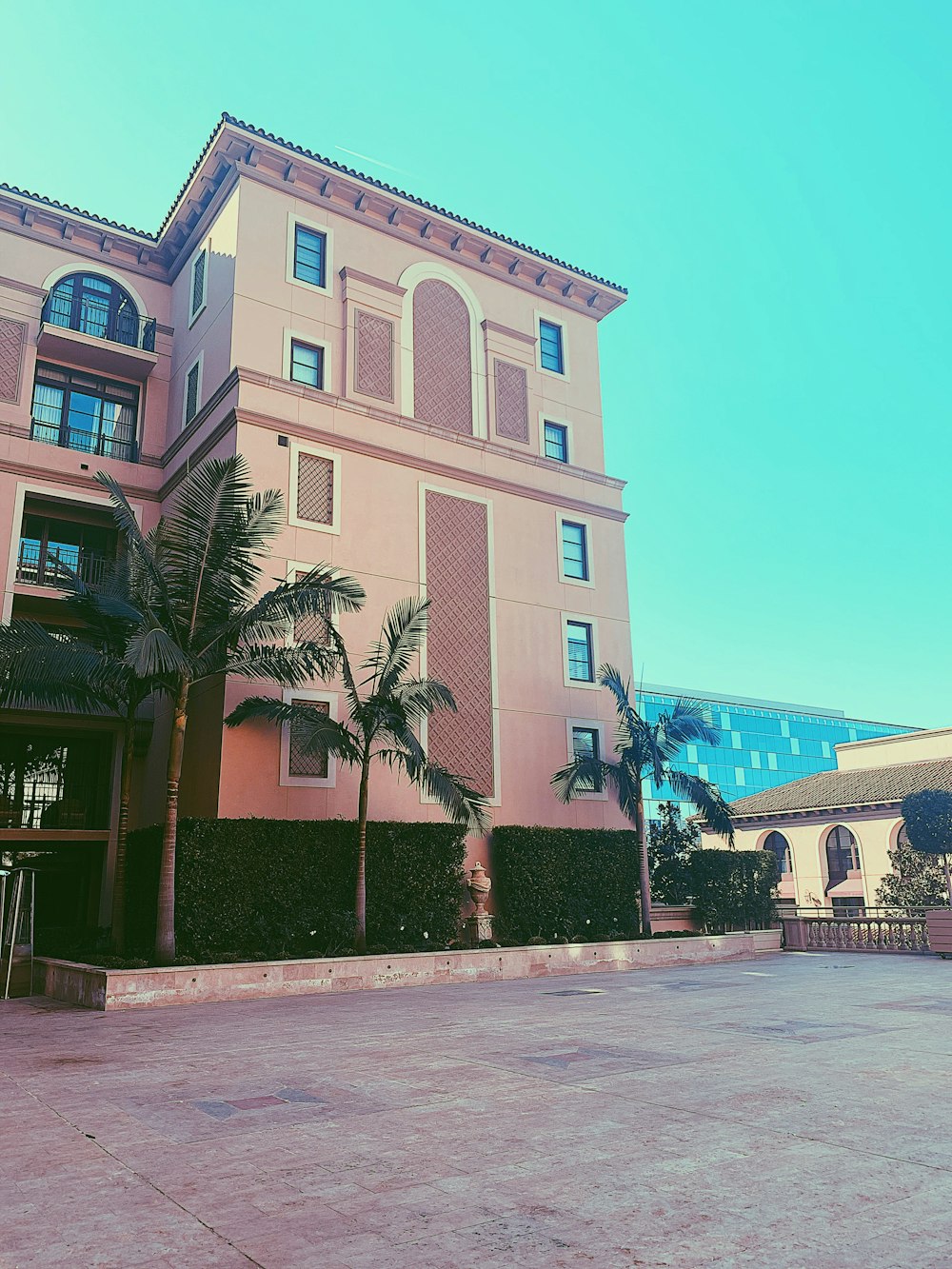 palm plants beside building