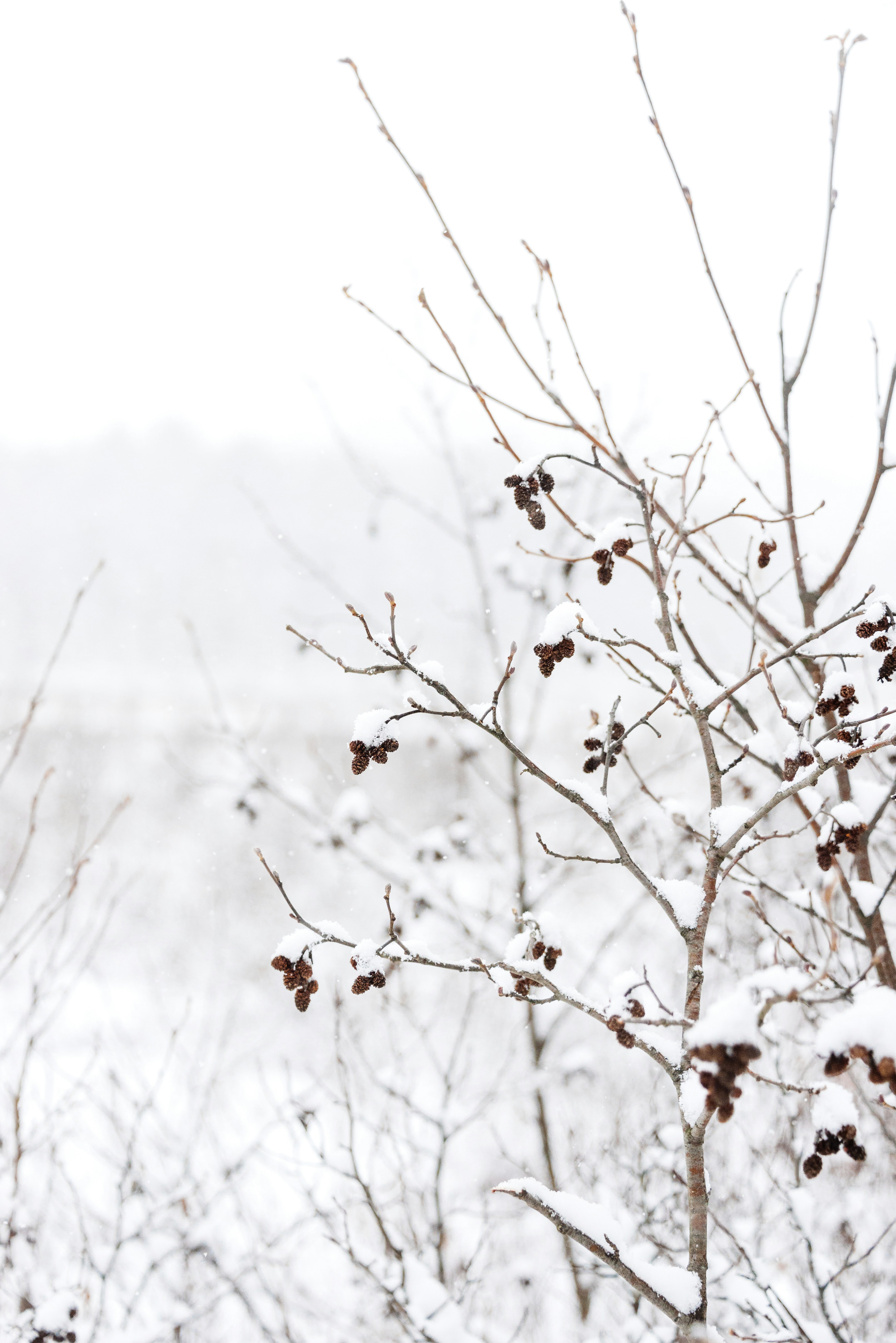 Photo by theroamingwildstead